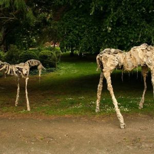 61872670_10157606246503643_1511304149994569728_n